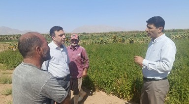 بررسی مزارع کنجد بیارجمند با تأکید بر توسعه سامانههای آبیاری قطرهای در قالب طرح «محققین معین»