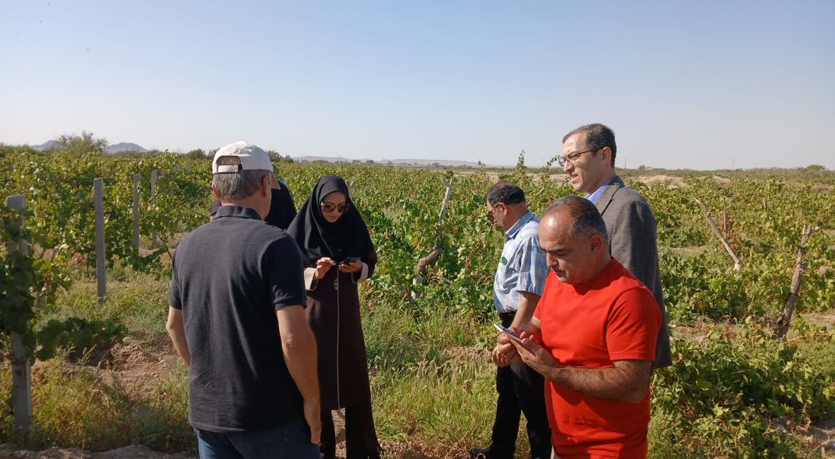پیگیری عارضه ریزش گل در باغ انگور شاهانی مکی روستای صالحآباد شاهرود با مشارکت استادان و محققان