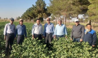 بازدید رئیس مؤسسه تحقیقات پنبه کشور از اولین طرح پنبه در شرق استان سمنان