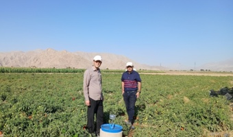 بررسی آفات مزارع ذرت بذری و گوجه‌فرنگی ایستگاه تحقیقات کشاورزی بسطام