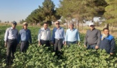 بازدید رئیس مؤسسه تحقیقات پنبه کشور از اولین طرح پنبه در شرق استان سمنان