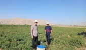 بررسی آفات مزارع ذرت بذری و گوجه‌فرنگی ایستگاه تحقیقات کشاورزی بسطام