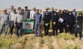 نهمین کاروان ترویج بهره‌وری با محوریت الگوی کشت ملی محصولات زراعی در شهرستان سرخه برگزار شد