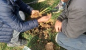 بازدید از مزارع زعفران منطقه کالپوش و بررسی میزان آلودگی به کنه