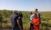 پیگیری عارضه ریزش گل در باغ انگور شاهانی مکی روستای صالح‌آباد شاهرود با مشارکت استادان و محققان