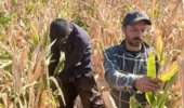 برداشت ذرت بذری از مزارع ایستگاه تحقیقات کشاورزی بسطام انجام شد