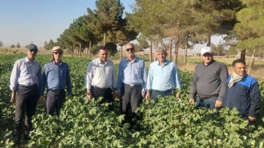 بازدید رئیس مؤسسه تحقیقات پنبه کشور از اولین طرح پنبه در شرق استان سمنان