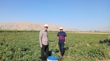بررسی آفات مزارع ذرت بذری و گوجه‌فرنگی ایستگاه تحقیقات کشاورزی بسطام