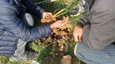 بازدید از مزارع زعفران منطقه کالپوش و بررسی میزان آلودگی به کنه